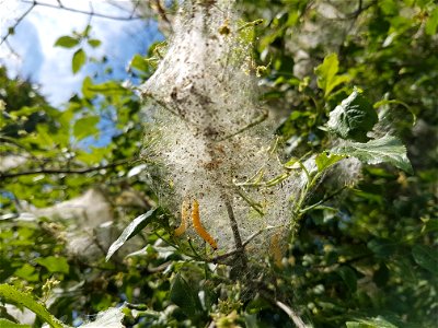 Caterpilars of an ermine moth, probably Yponomeuta cagnagella, on Euonymus europaeus