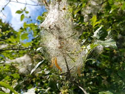 Caterpilars of an ermine moth, probably Yponomeuta cagnagella, on Euonymus europaeus photo