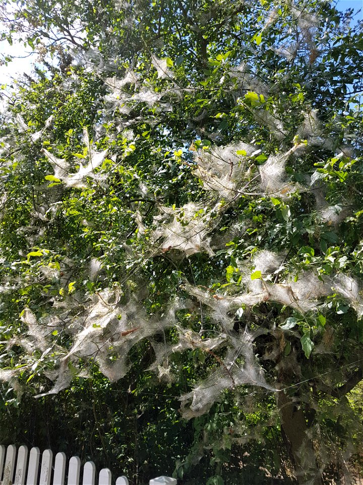 Caterpilars of an ermine moth, probably Yponomeuta cagnagella, on Euonymus europaeus