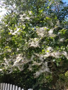 Caterpilars of an ermine moth, probably Yponomeuta cagnagella, on Euonymus europaeus photo