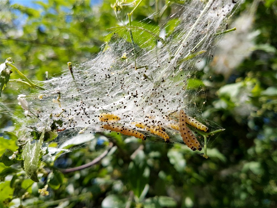Caterpilars of an ermine moth, probably Yponomeuta cagnagella, on Euonymus europaeus