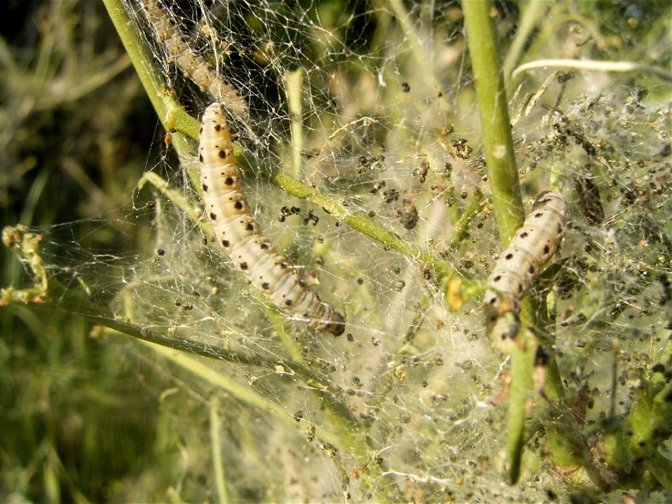 This photo shows one of the larvae of Yponomeuta cagnagellus