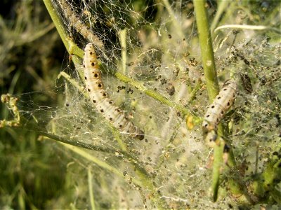This photo shows one of the larvae of Yponomeuta cagnagellus