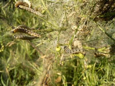 This photo shows the larvae of Yponomeuta cagnagellus photo