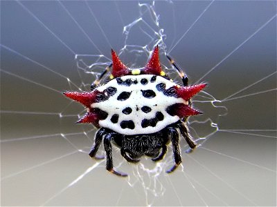 en:Spiny orb-weaver spider (Gasteracantha cancriformis).