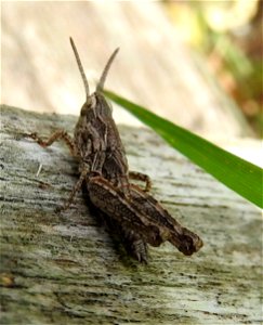 Common field grasshopper photo