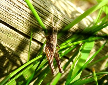 Common field grasshopper photo