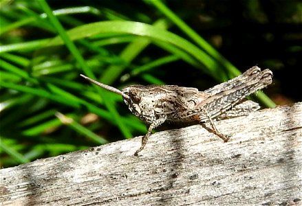 Common field grasshopper photo