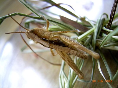 Nymphe of grasshopper (Chorthippus brunneus?) photo