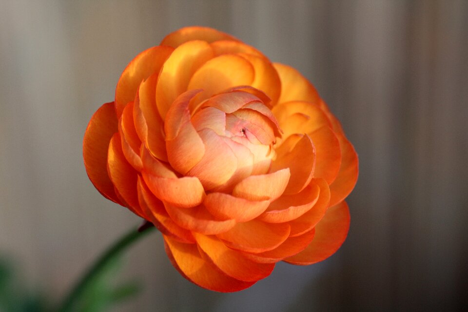 Bloom nature petals