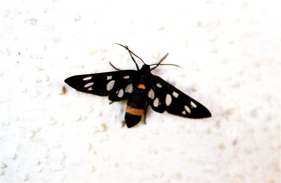 Amata phegea (Linnaeus, 1758), Italy