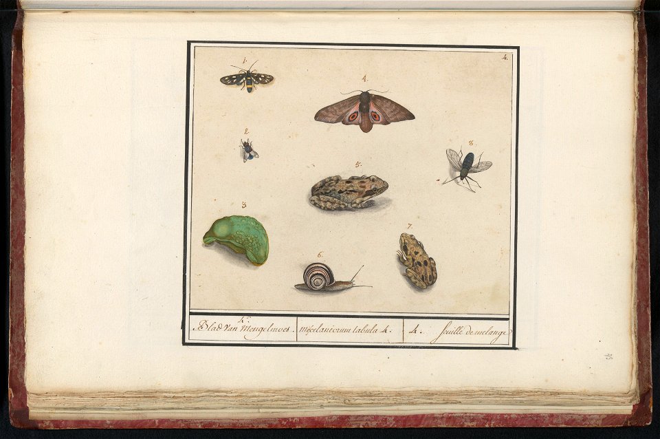 IdentificatieTitel(s): Natuurhistorische ensemble (nr. 4)4. Blad van mengelmoes / Miscelaniorum tabula 4. / 4. feuille de melange (titel op object)Objecttype: tekening Objectnummer: RP-T-BR-2017-1-7-3