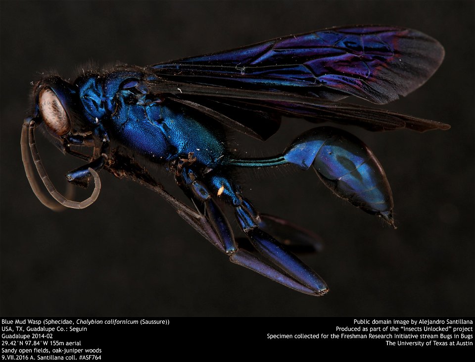 Blue Mud Wasp (Sphecidae, Chalybion californicum (Saussure))
USA, TX, Guadalupe Co.: Seguin
Guadalupe 2014-02
29.42°N 97.84°W 155m aerial
Sandy open fields, oak-juniper woods

9.VII.2016 A. Santillana