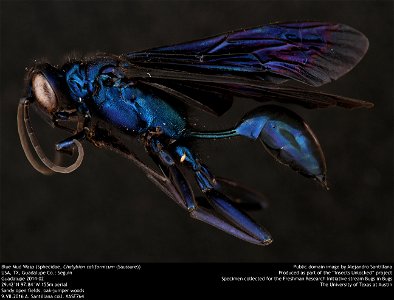 Blue Mud Wasp (Sphecidae, Chalybion californicum (Saussure))
USA, TX, Guadalupe Co.: Seguin
Guadalupe 2014-02
29.42°N 97.84°W 155m aerial
Sandy open fields, oak-juniper woods

9.VII.2016 A. Santillana