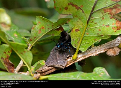 USA, TX, Gonzales Co.: Gonzales
Palmetto State Park

16-x-2016