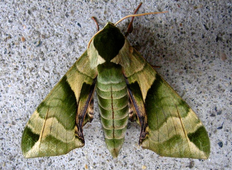 A photo of Callambulyx tatarinovii taken with a Canon Power Shot SD450 Digital Elph camera and modified using a Paint Shop program on a laptop computer.