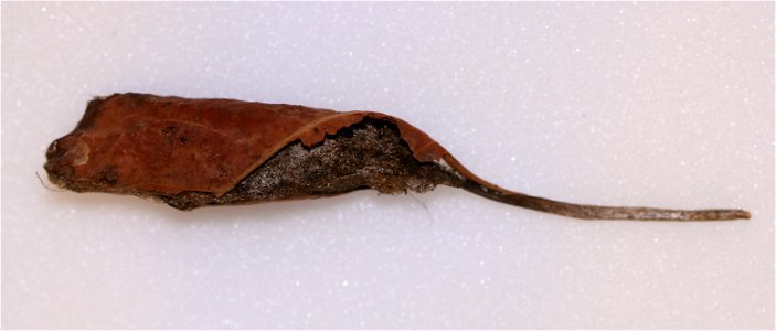 Promethea Moth cocoon, Callosamia promethea