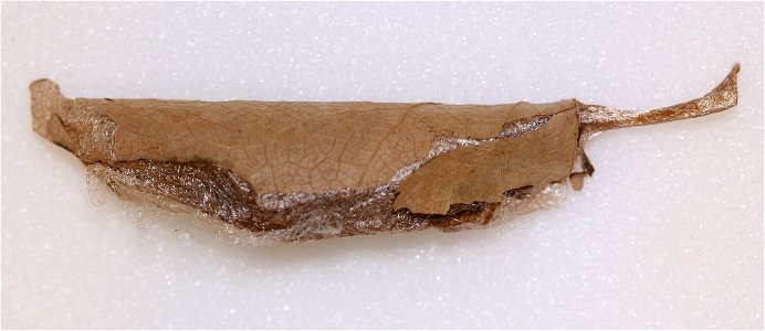 Promethea Moth cocoon, Callosamia promethea