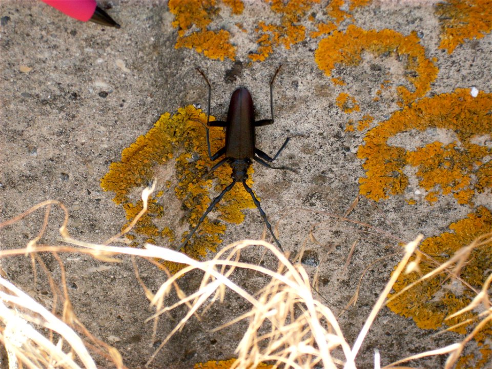 Un insecte de grande taille à Fontenay le comte en Vendée.Capricorne !!
