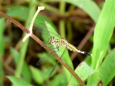 Acisoma panorpoides, female Acisoma panorpoides, the Grizzled Pintail or Trumpet Tail, is a species of dragonfly in family Libellulidae. It is small blue dragonfly with bulged abdomen, closely associa photo
