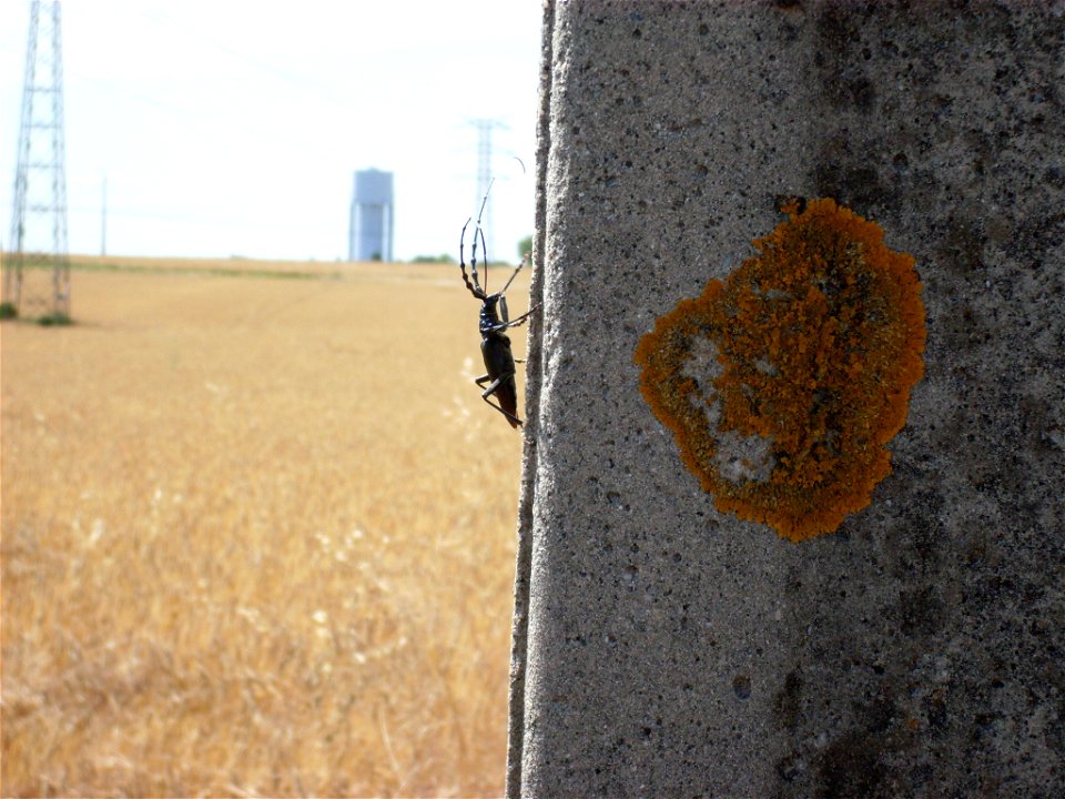 Un insecte de grande taille à Fontenay le comte en Vendée. photo