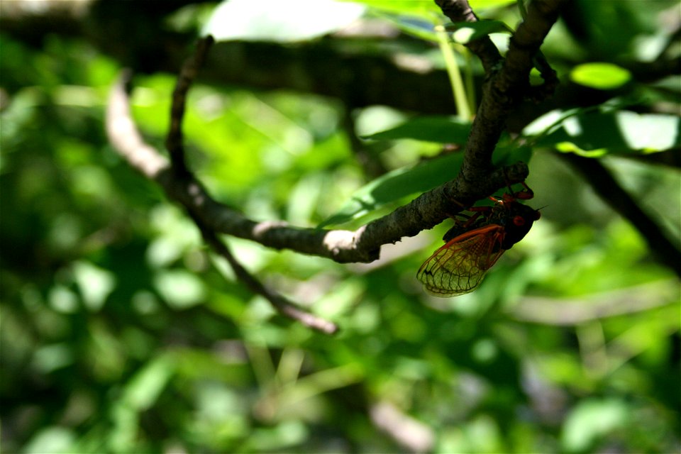 Brood XIII Cicada taken on June 21, 2007 in Westchester, Illinois.
