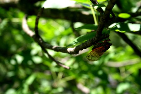 Brood XIII Cicada taken on June 21, 2007 in Westchester, Illinois. photo