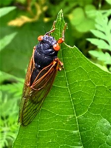 Decula 17-Year Cicada (Magicicada septendecula) photo