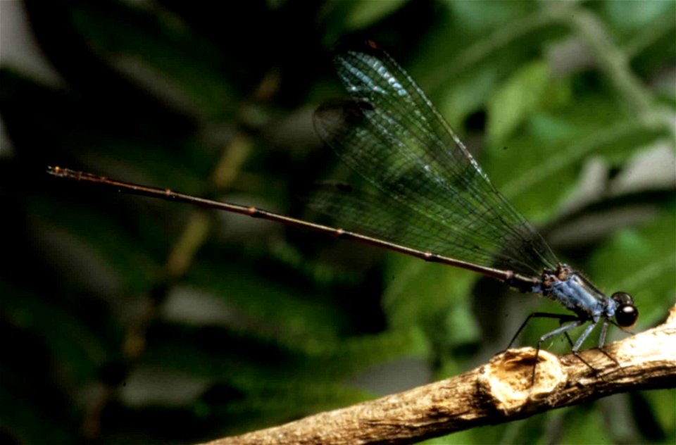 Image title: Flying earwig Hawaiian damselfly Megalagrion nesiotes
Image from Public domain images website, http://www.public-domain-image.com/full-image/fauna-animals-public-domain-images-pictures/in