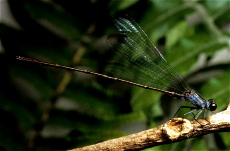 Image title: Flying earwig Hawaiian damselfly Megalagrion nesiotes Image from Public domain images website, http://www.public-domain-image.com/full-image/fauna-animals-public-domain-images-pictures/in photo