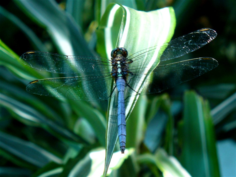 Family Libellulidae Cape Town South Africa photo