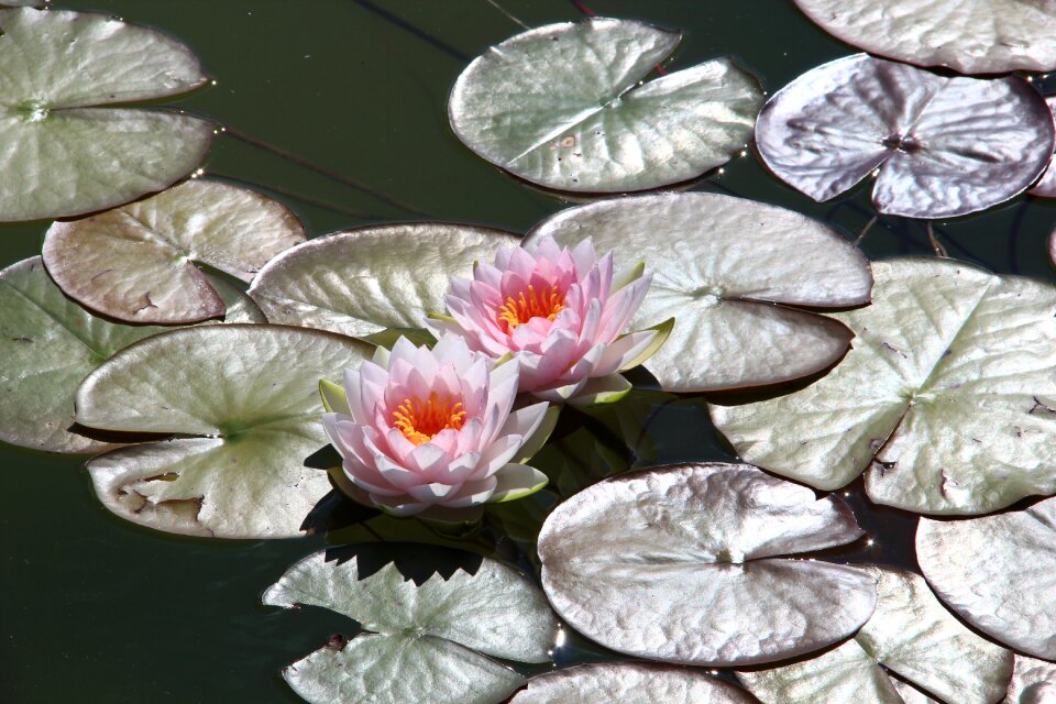 Flowers garden bloom