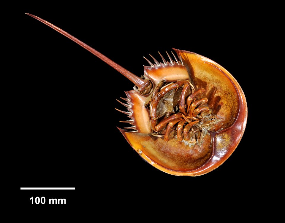 PRESERVED_SPECIMEN; FEMALE; ; dry; HYPOTYPE. Det. by: Russell D. Bicknell; See: Bicknell, Russell D. 2019. Abnormal Extant Xiphosurids in the Yale Peabody Museum Invertebrate Zoology Collection. 