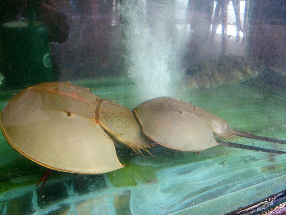 Tachypleus tridentatus