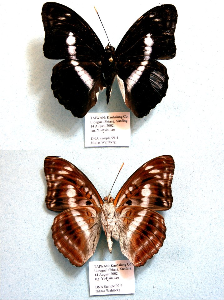 TAIWAN.   Kauhsiung County, Liouguei Shiang, Sanping,  PRS 2009,  Exemplar, PBStest,  <a href="http://nymphalidae.utu.fi/story.php?code=NW99-4" rel="nofollow">see in our database</a>
