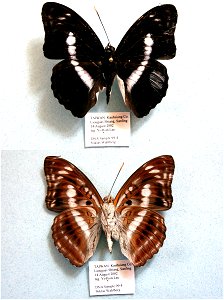 TAIWAN.   Kauhsiung County, Liouguei Shiang, Sanping,  PRS 2009,  Exemplar, PBStest,  <a href="http://nymphalidae.utu.fi/story.php?code=NW99-4" rel="nofollow">see in our database</a>