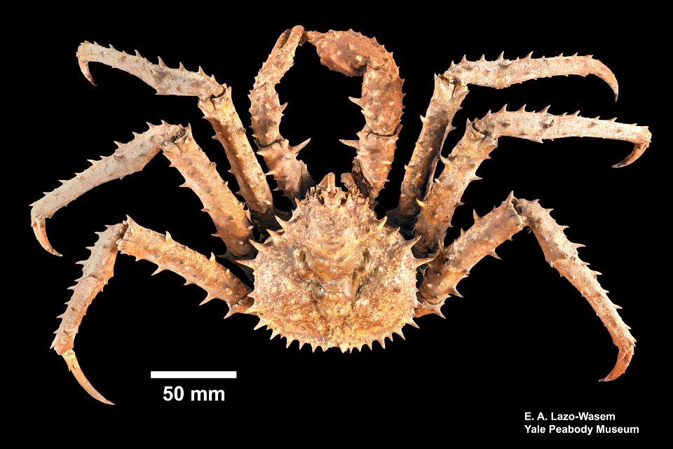 PRESERVED_SPECIMEN; ; dry; Det. by: Eric A. Lazo-Wasem 2018; recent gallery; IZ number 39302; lot count 1;