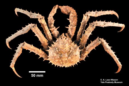 PRESERVED_SPECIMEN; ; dry; Det. by: Eric A. Lazo-Wasem 2018; recent gallery; IZ number 39302; lot count 1;