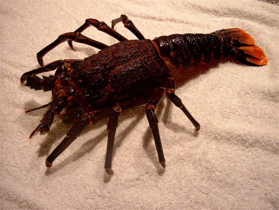 Picture taken shortly after capture. Note the absence of the antennas due to rough handling.