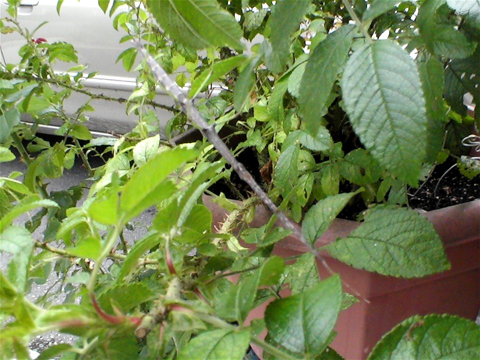 Diapheromera femorata, the Common Walkingstick. Taken in my front yard.