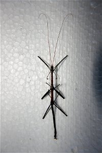 A Diapheromera femorata in the Hough collection, caught August 28th, 2007.