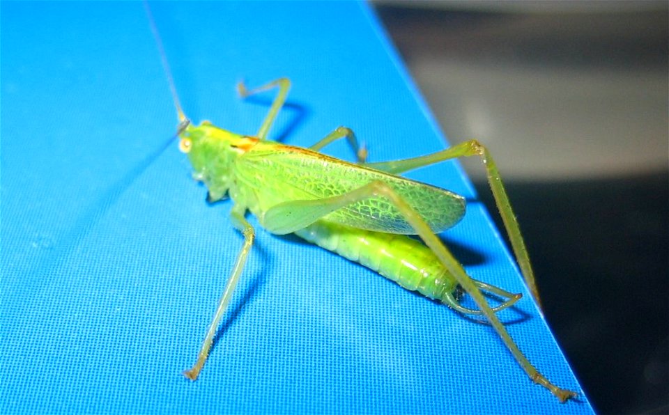 Meconema thalassinum (oak bush-cricket) indoors