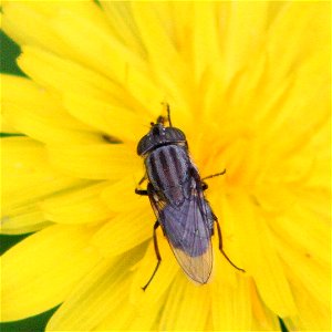 Locust Blowfly (Stomorhina lunata)