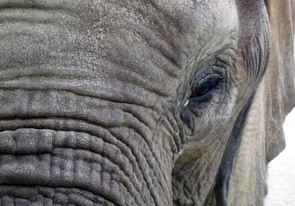 Pachyderm nature safari