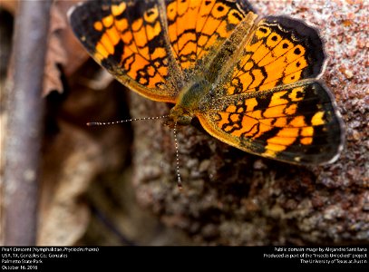 USA, TX, Gonzales Co.: Gonzales Palmetto State Park 16-x-2016 photo