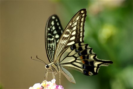 Asian swallowtail photo