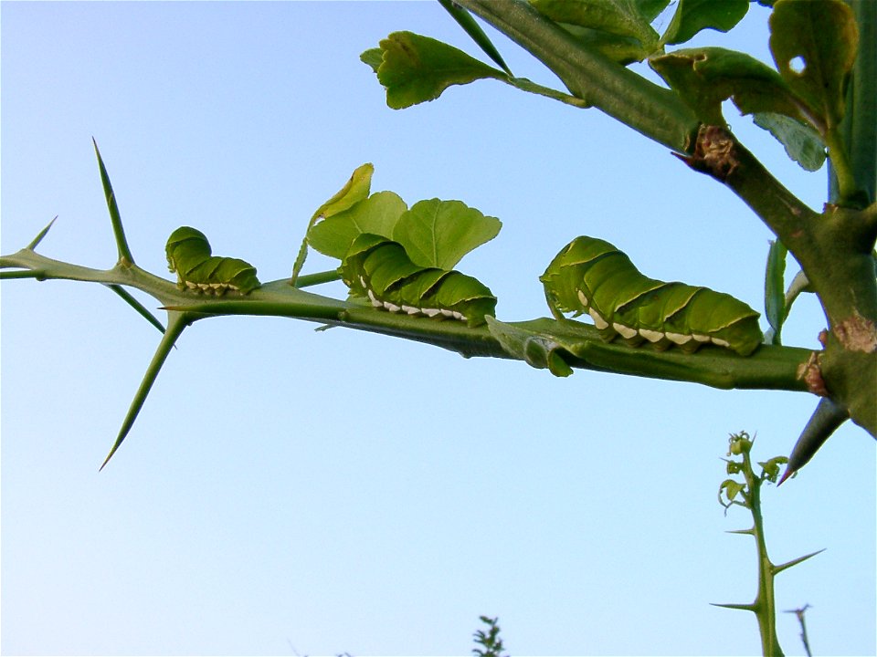 Papilio xuthus caterpillars at Ooi-machi, Japan.