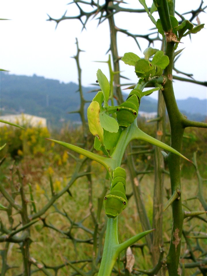 Papilio xuthus caterpillars at Ooi-machi, Japan.