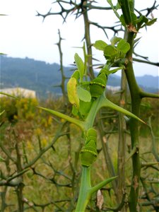 Papilio xuthus caterpillars at Ooi-machi, Japan.