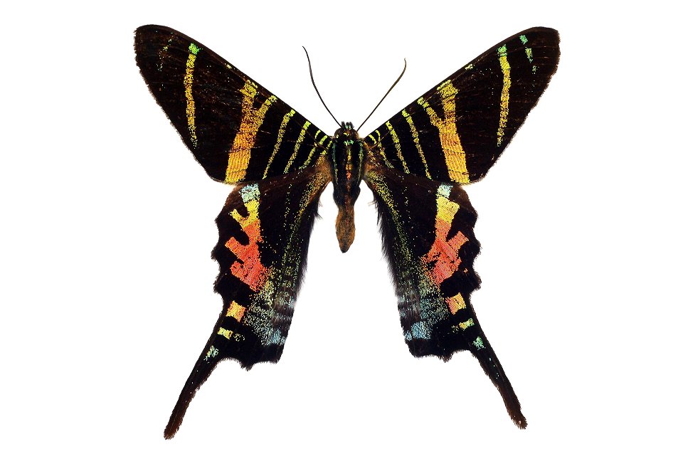 Naturalis Biodiversity Center (NL) - Lepidoptera. Urania sloanus Cramer, 1779